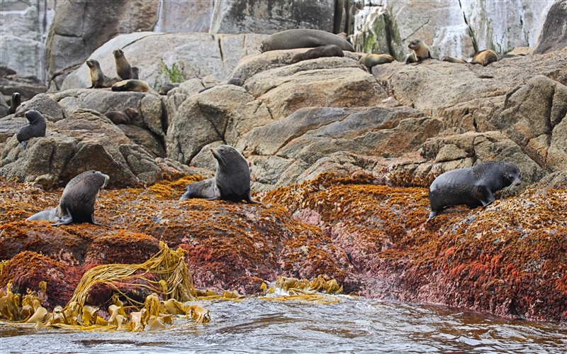 Bounties 0827 m NZ Fur Seal Arctocephalus forsteri